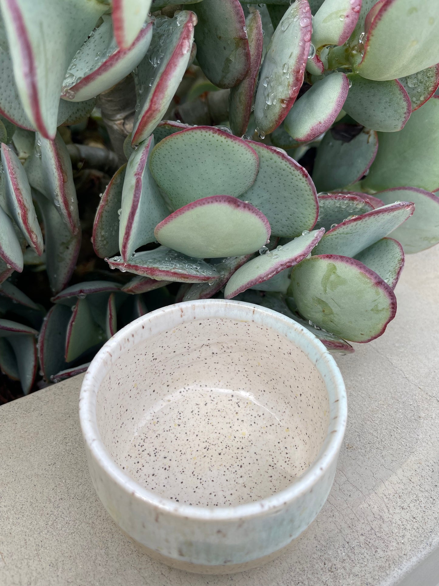 Matcha Cup